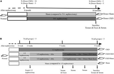 Fecal microbiota transplantation restores normal fecal composition and delays malignant development of mild chronic kidney disease in rats